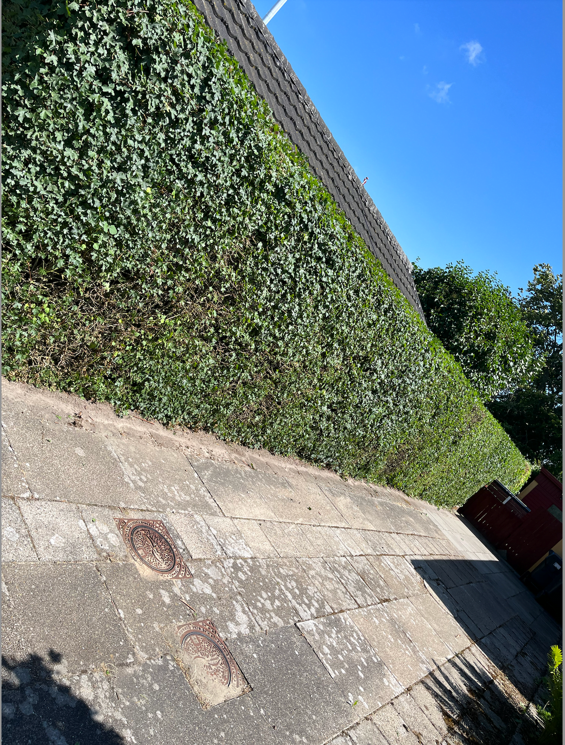 Flisebelagt sti langs grøn hæk under blå himmel